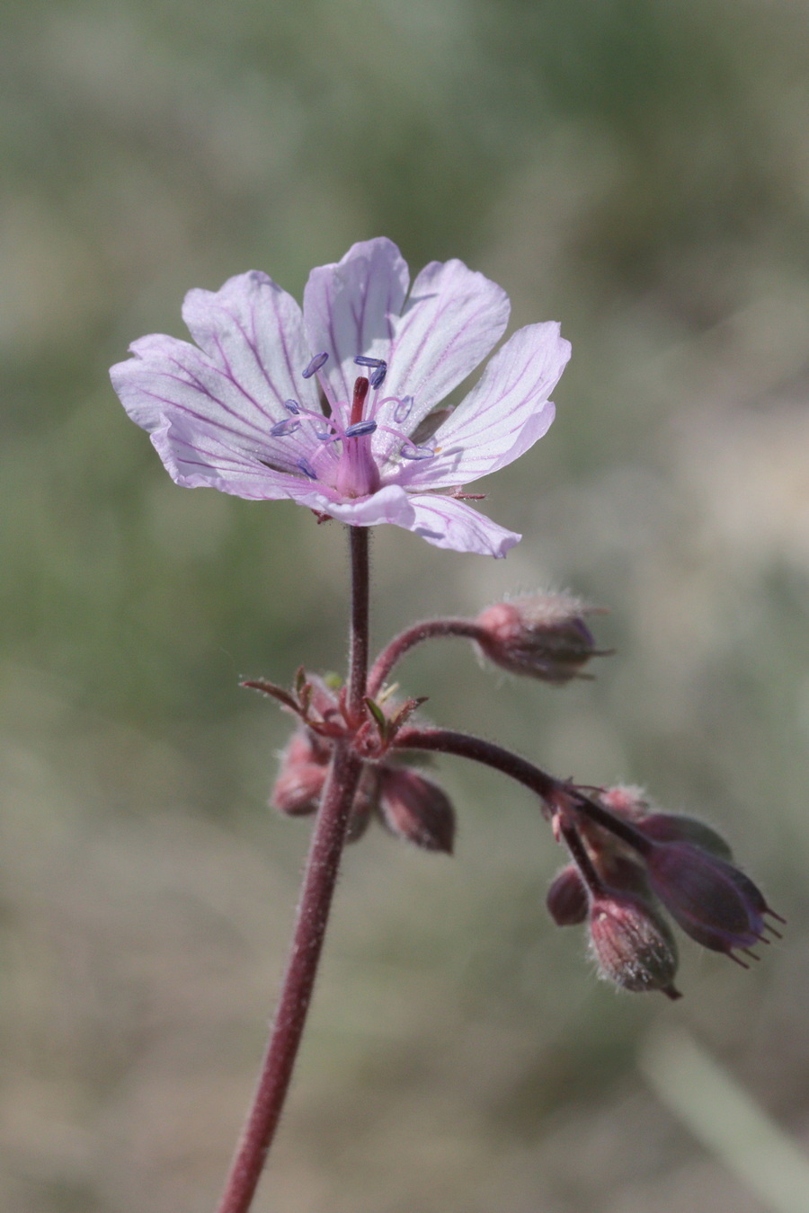 Изображение особи Geranium macrostylum.