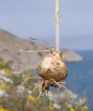 Ornithogalum navaschinii