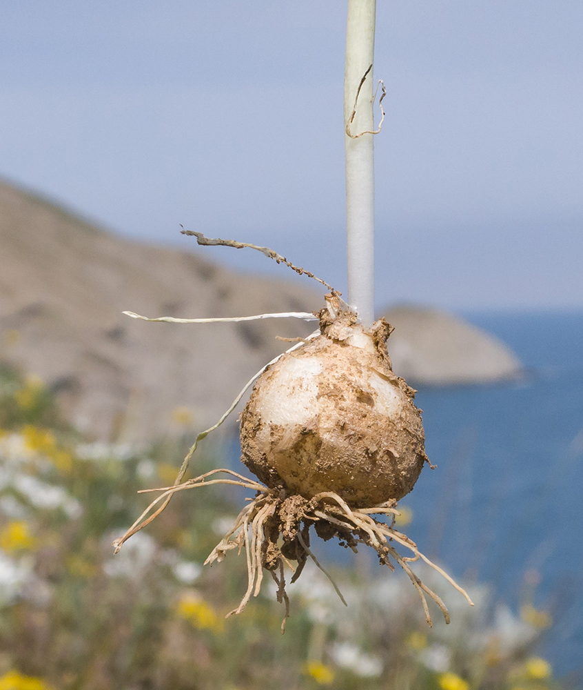 Image of Ornithogalum navaschinii specimen.