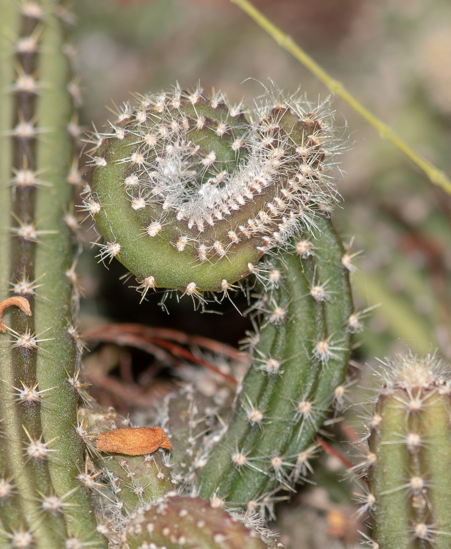 Изображение особи семейство Cactaceae.