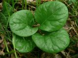 Pyrola incarnata