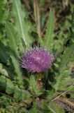 Cirsium esculentum
