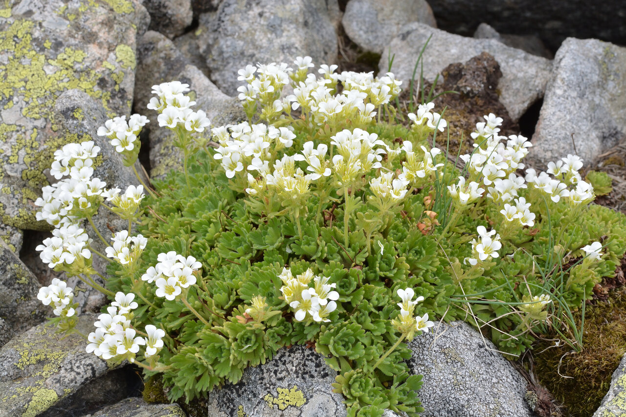 Изображение особи Saxifraga cymosa.