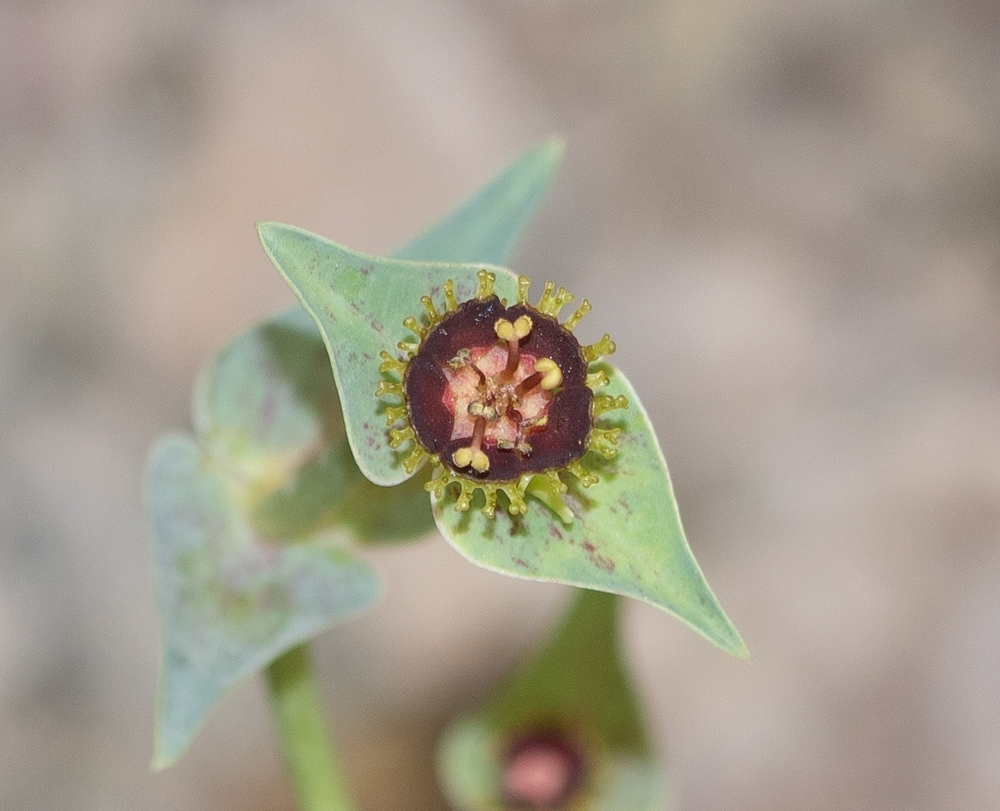 Изображение особи Euphorbia monteiroi.