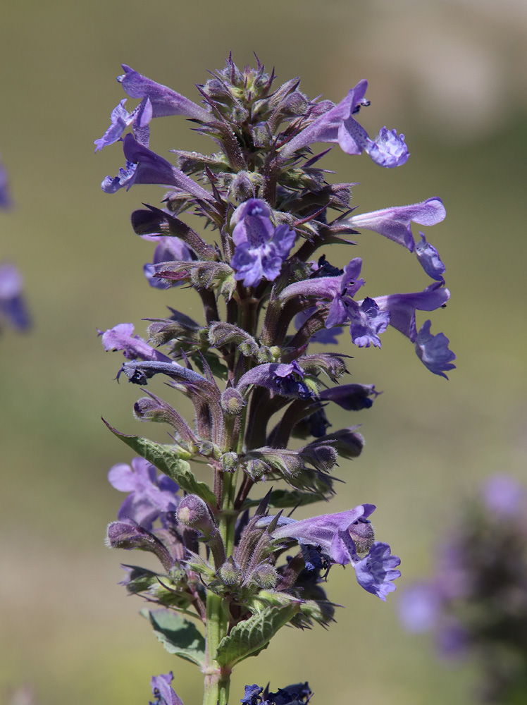 Image of Nepeta grandiflora specimen.