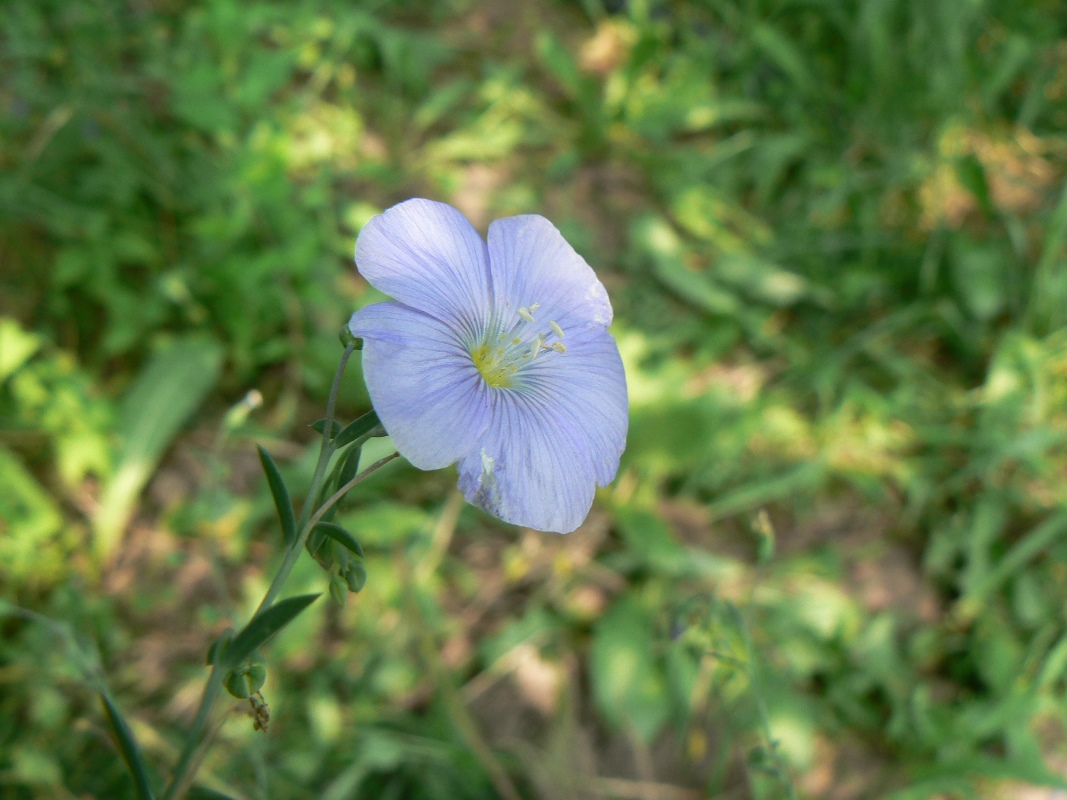 Изображение особи Linum amurense.