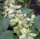 Salvia splendens