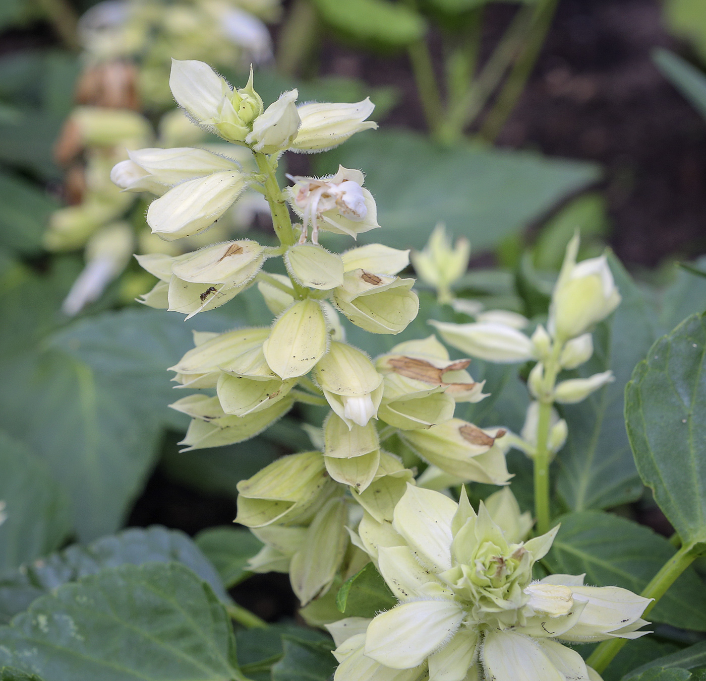 Изображение особи Salvia splendens.