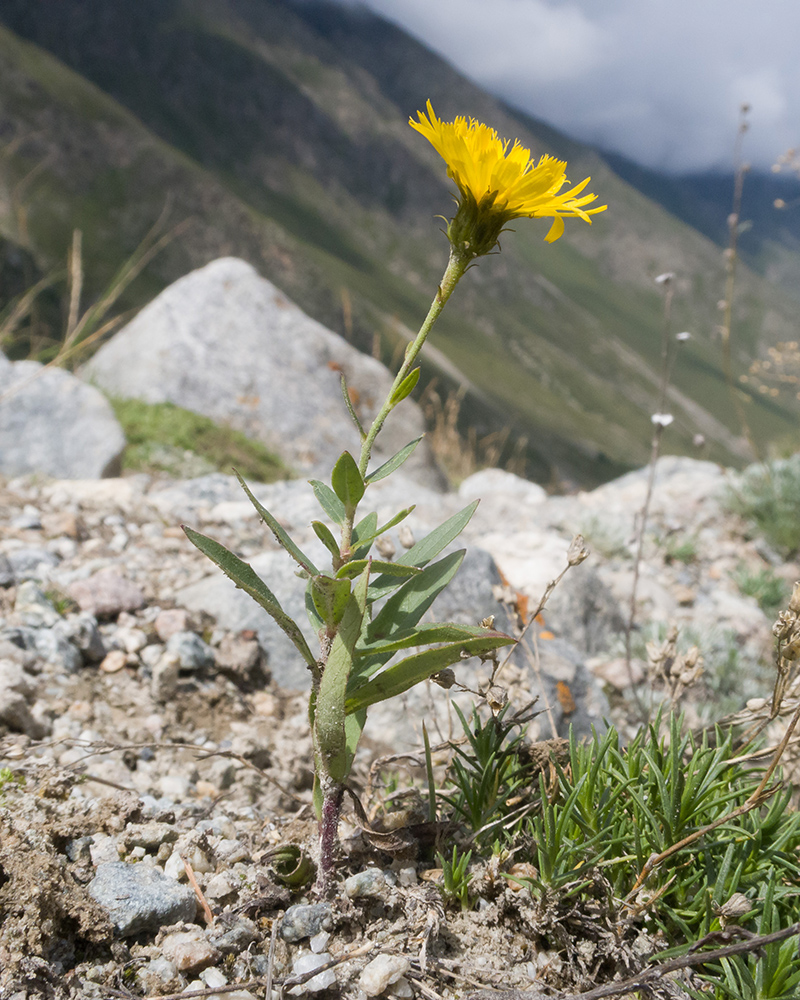 Изображение особи род Hieracium.