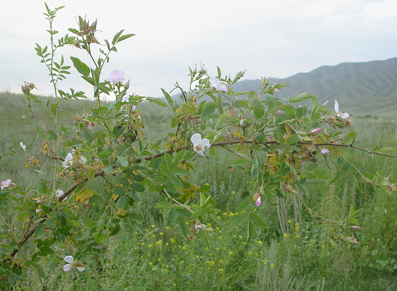 Изображение особи Rosa beggeriana.