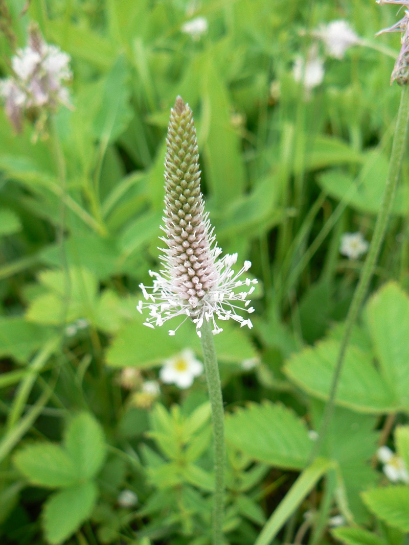 Image of Plantago media specimen.