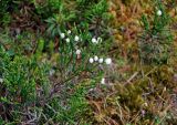 Cassiope redowskii