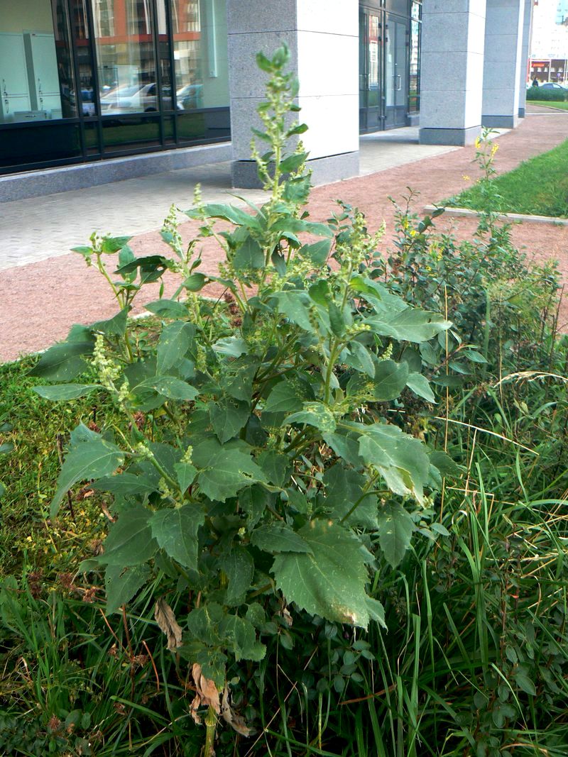 Image of Cyclachaena xanthiifolia specimen.