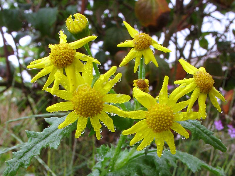 Изображение особи Senecio vernalis.