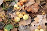 Quercus robur. Чернильные орешки (галлы) на нижней стороне опавших листьев дуба. Москва, заказник \"Теплый Стан\". 20 октября 2021 г.