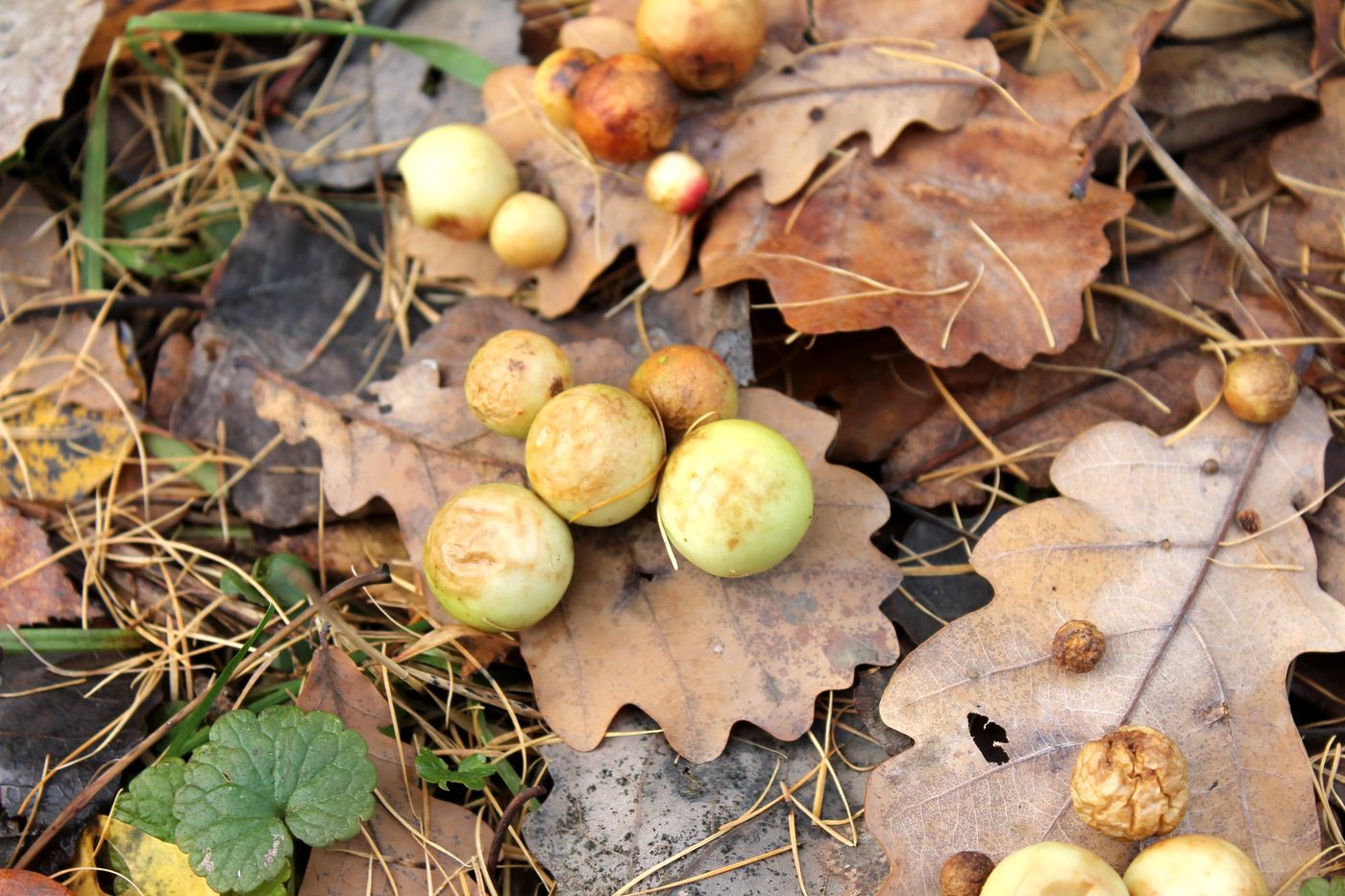 Image of Quercus robur specimen.