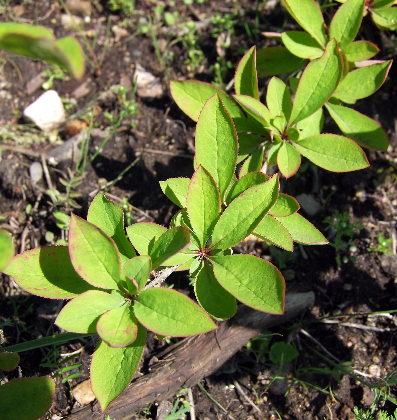 Image of Berberis vulgaris specimen.