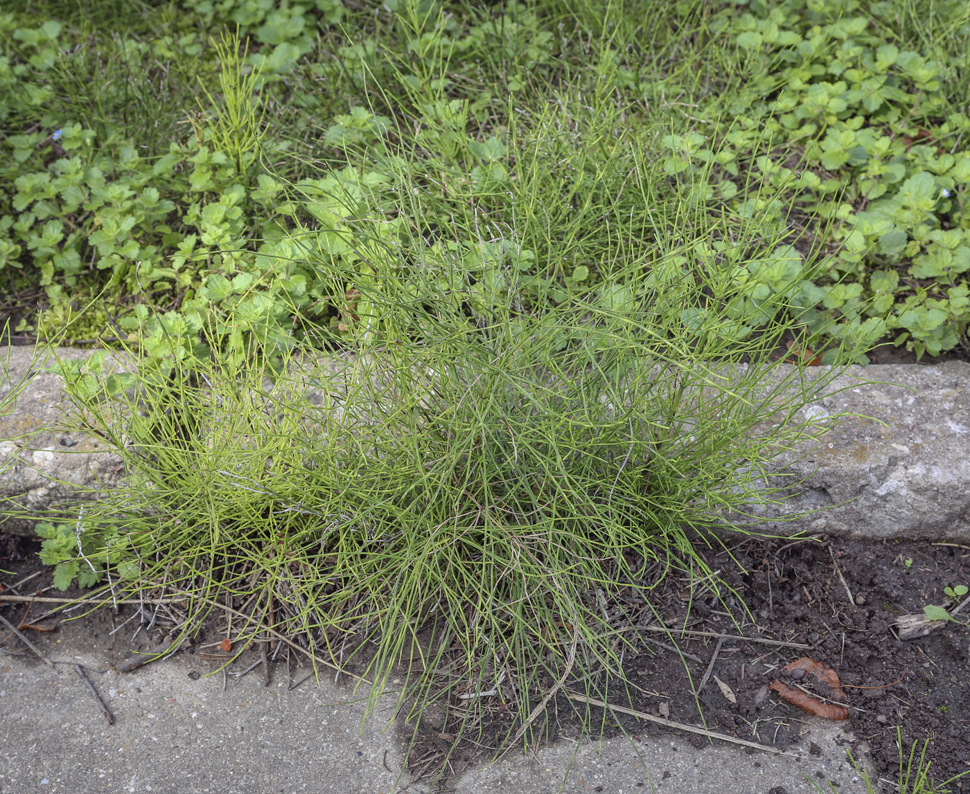 Image of Equisetum arvense specimen.