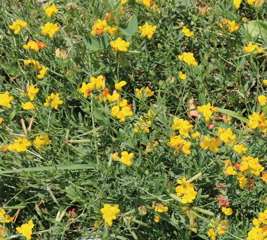 Изображение особи Lotus corniculatus.