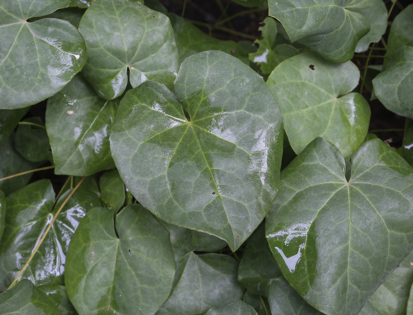 Image of genus Epimedium specimen.