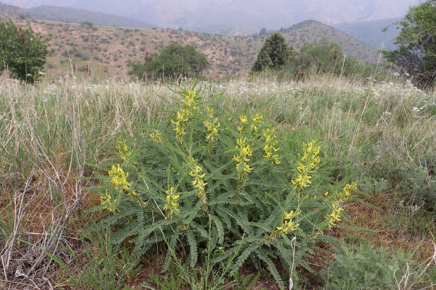 Изображение особи Astragalus turkestanus.