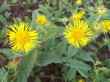 Inula britannica