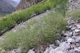 Vicia kokanica