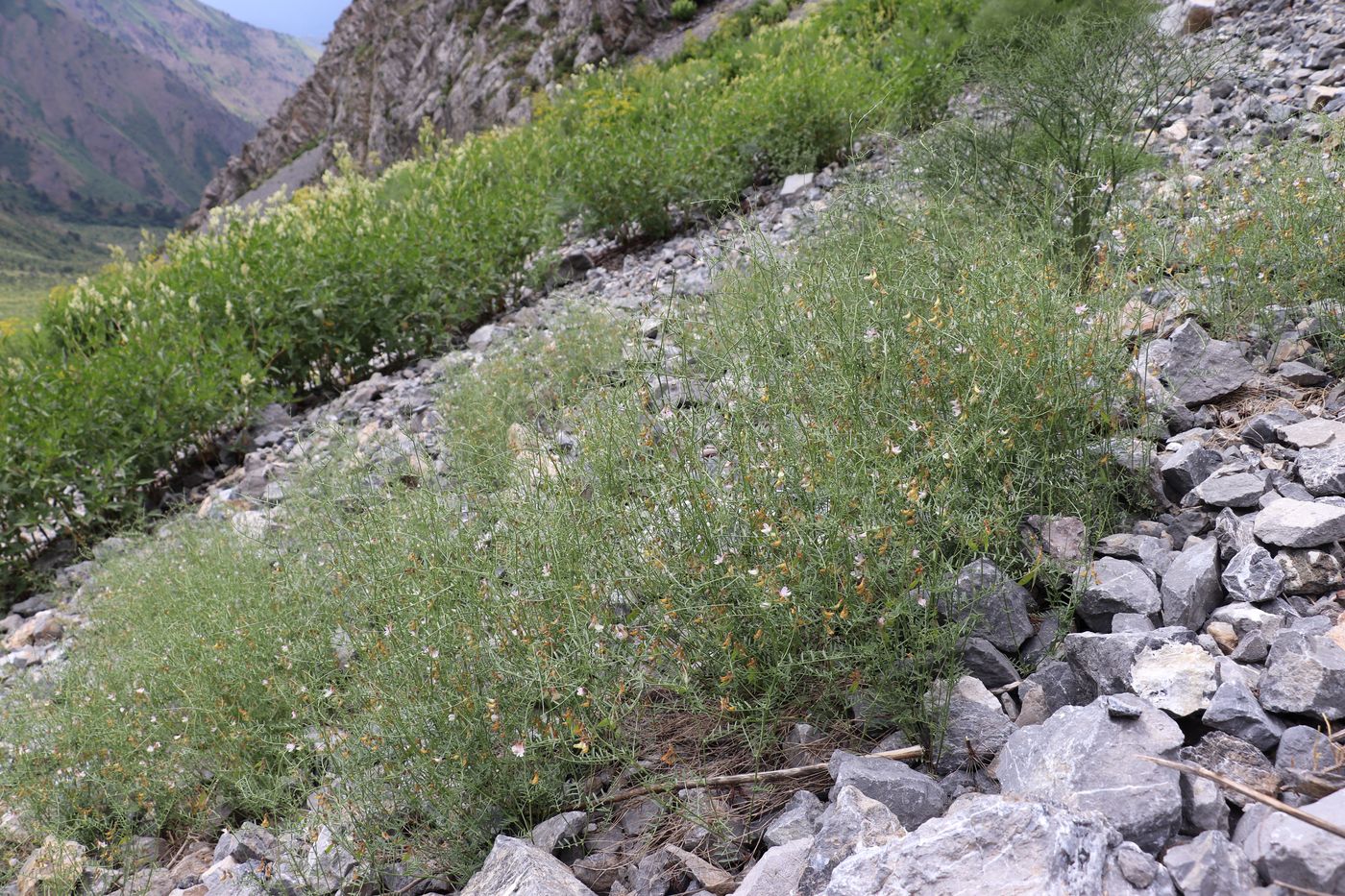 Изображение особи Vicia kokanica.