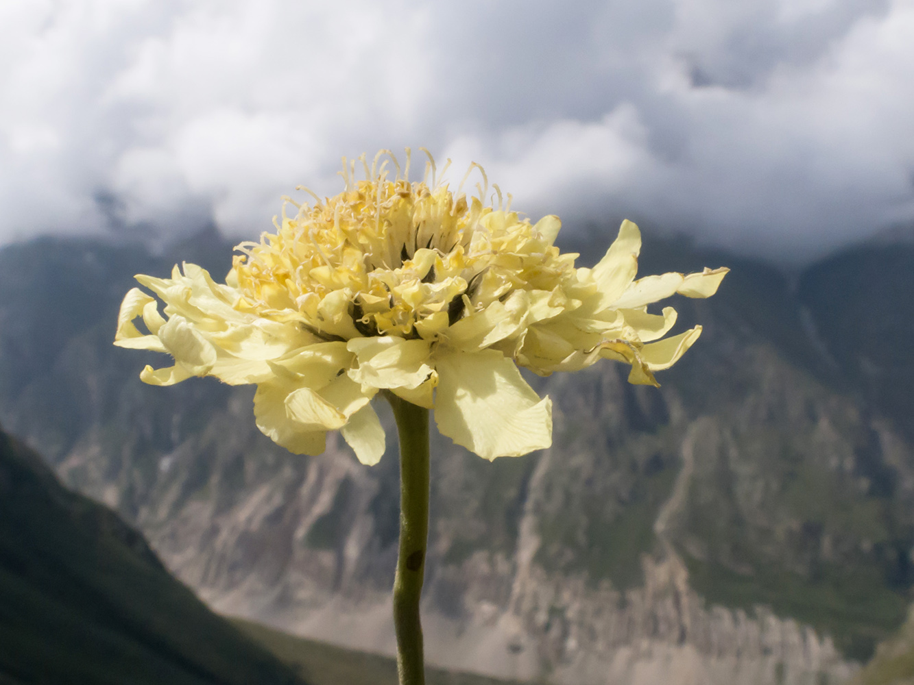 Изображение особи Cephalaria balkharica.