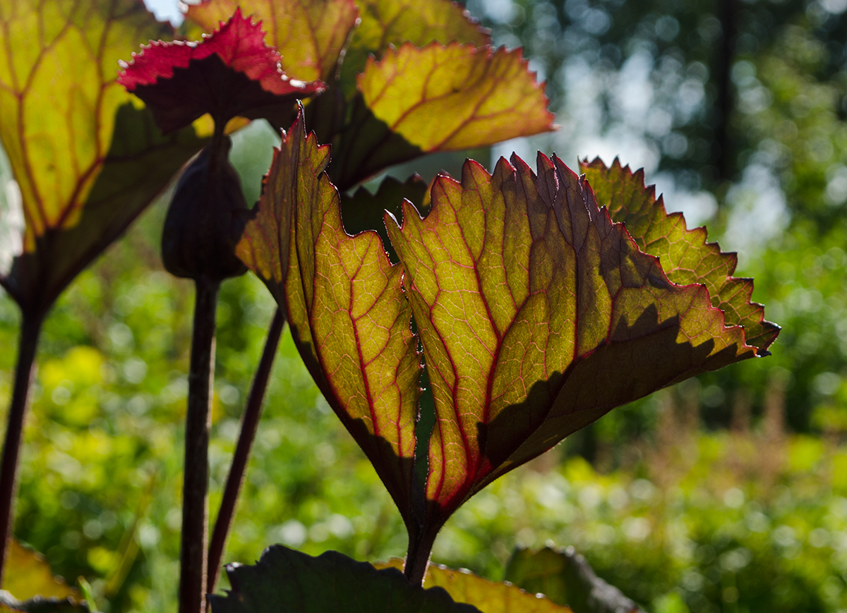 Image of Ligularia dentata specimen.