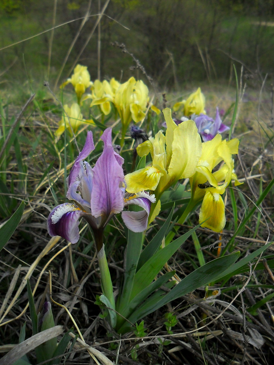 Image of Iris pumila specimen.