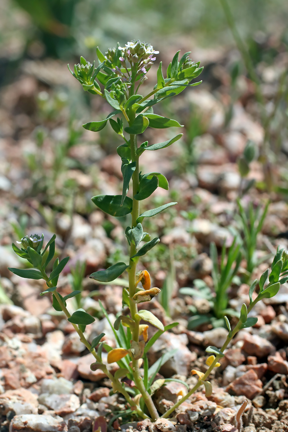 Изображение особи Aethionema carneum.