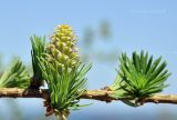 genus Larix. Часть распускающейся веточки с молодой шишкой. Приморский край, Хасанский р-н, Зарубинское гор. пос., окр. с. Витязь, приморский склон. 09.05.2022.