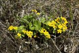 Caltha palustris