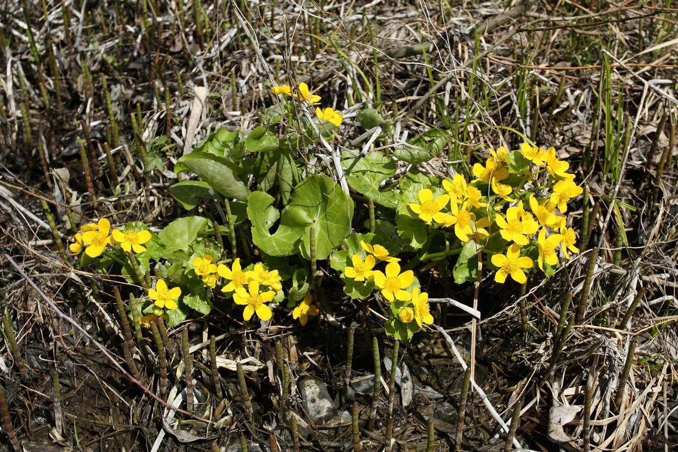 Image of Caltha palustris specimen.