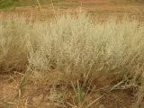 Artemisia semiarida