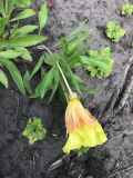 Oenothera macrocarpa. Верхушка побега с цветком. Томская обл., г. Томск, Академгородок, в культуре. 03.07.2020.