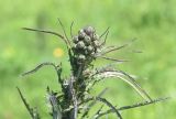 Cirsium palustre. Верхушка бутонизирующего растения. Калужская обл., Боровский р-н, берег ручья Межиха, немного заболоченное место. 7 июня 2022 г.