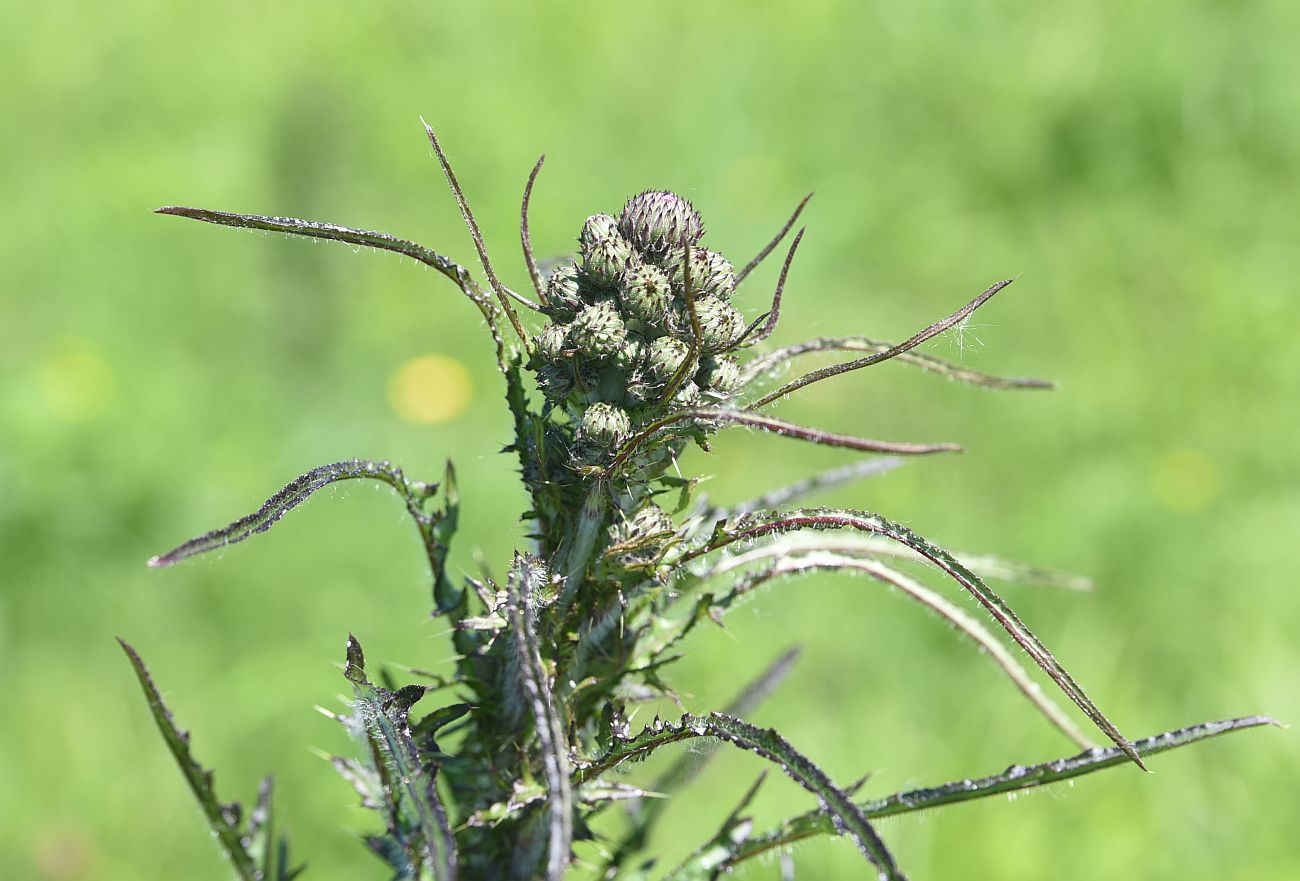 Изображение особи Cirsium palustre.