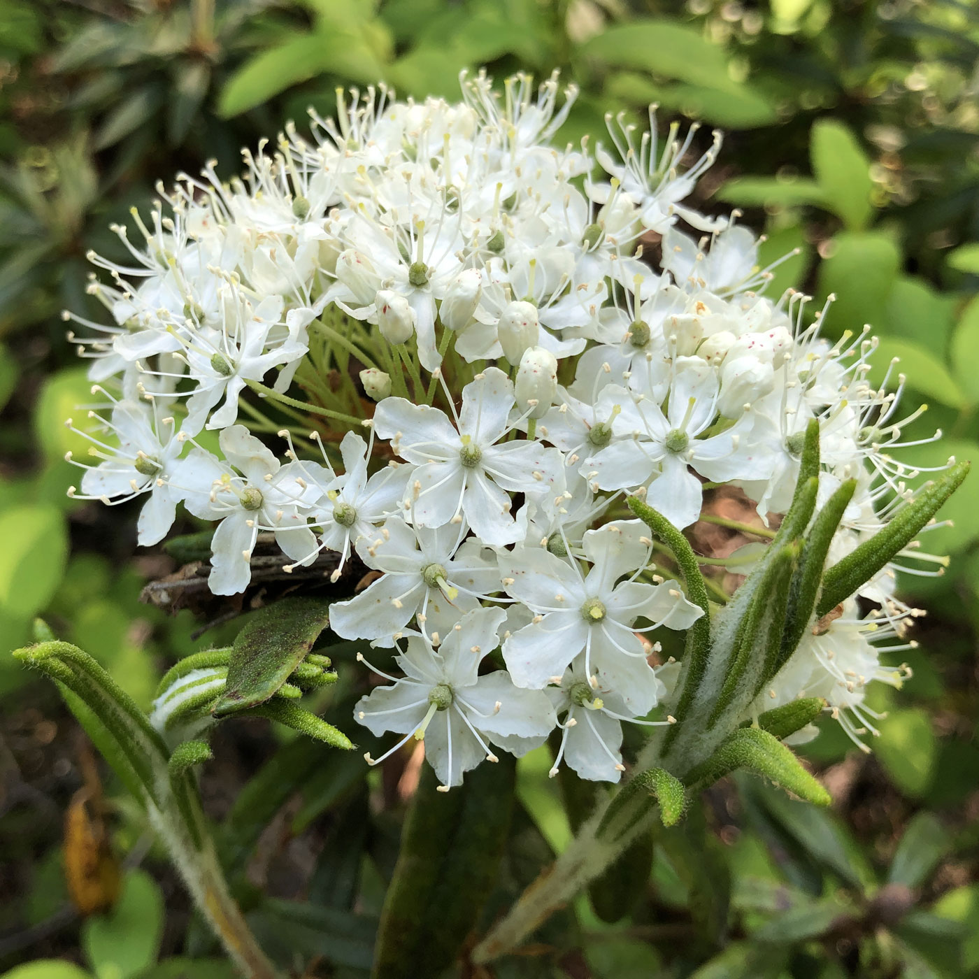 Image of Ledum maximum specimen.