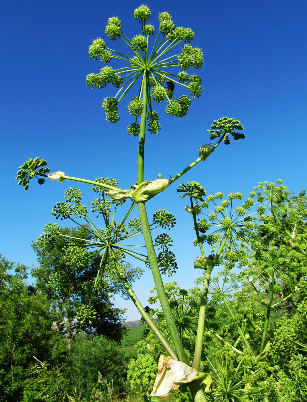 Image of Archangelica decurrens specimen.