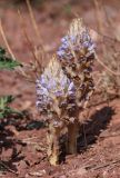 Orobanche coerulescens