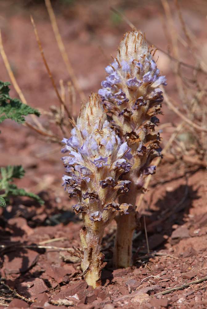 Image of Orobanche coerulescens specimen.