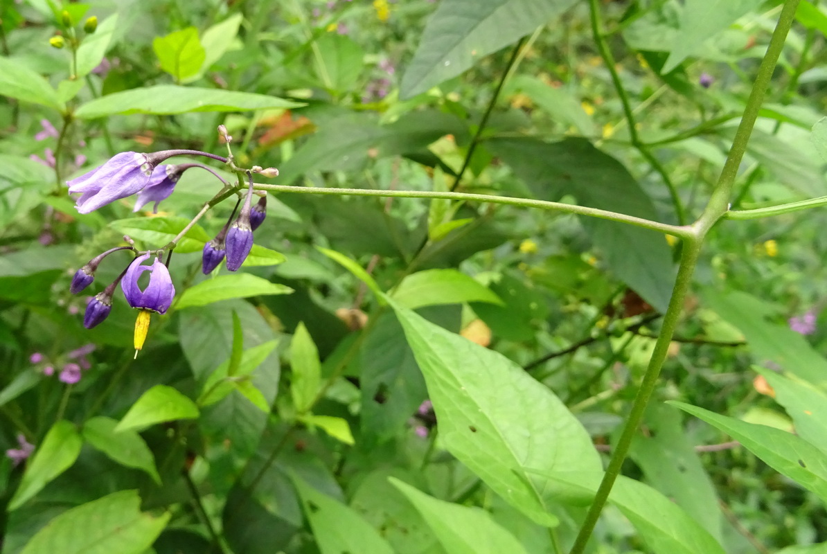 Изображение особи Solanum dulcamara.