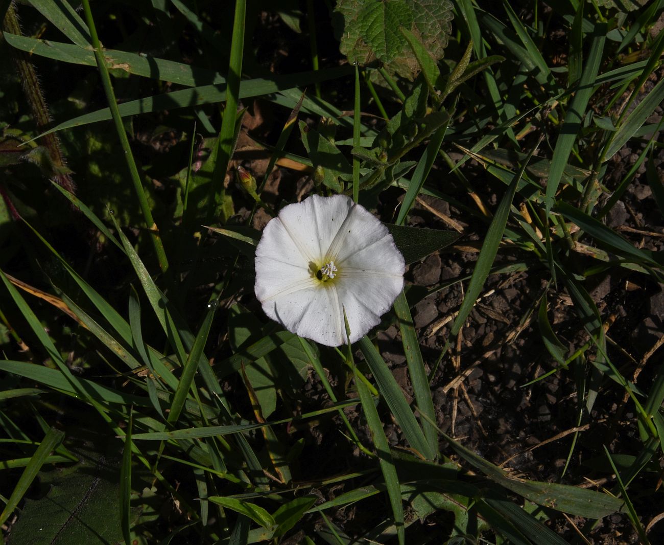 Изображение особи Convolvulus arvensis.