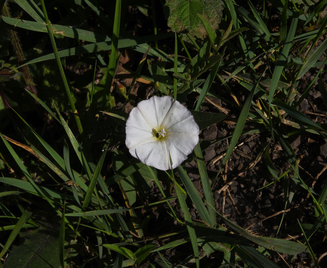 Image of Convolvulus arvensis specimen.