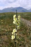 Delphinium semibarbatum. Соцветие. Южный Казахстан, Таласский Алатау, подгорная степь у границы с Киргизией. 10.07.2010.