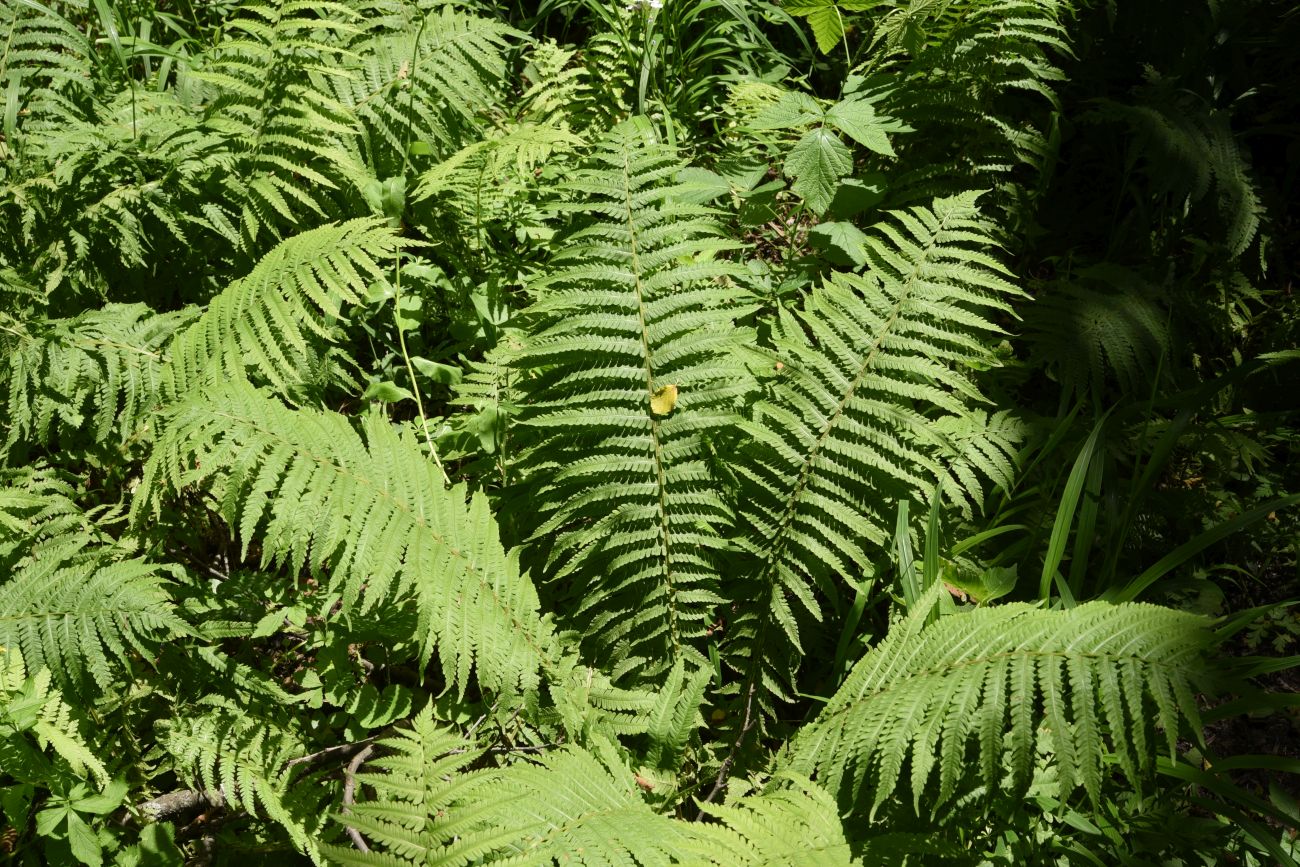 Image of Matteuccia struthiopteris specimen.
