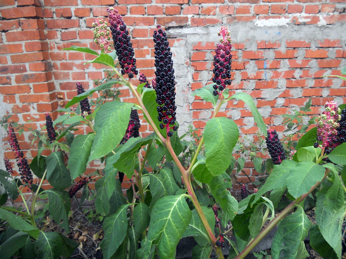Image of Phytolacca acinosa specimen.