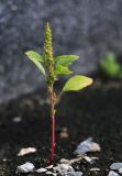 Amaranthus hybridus